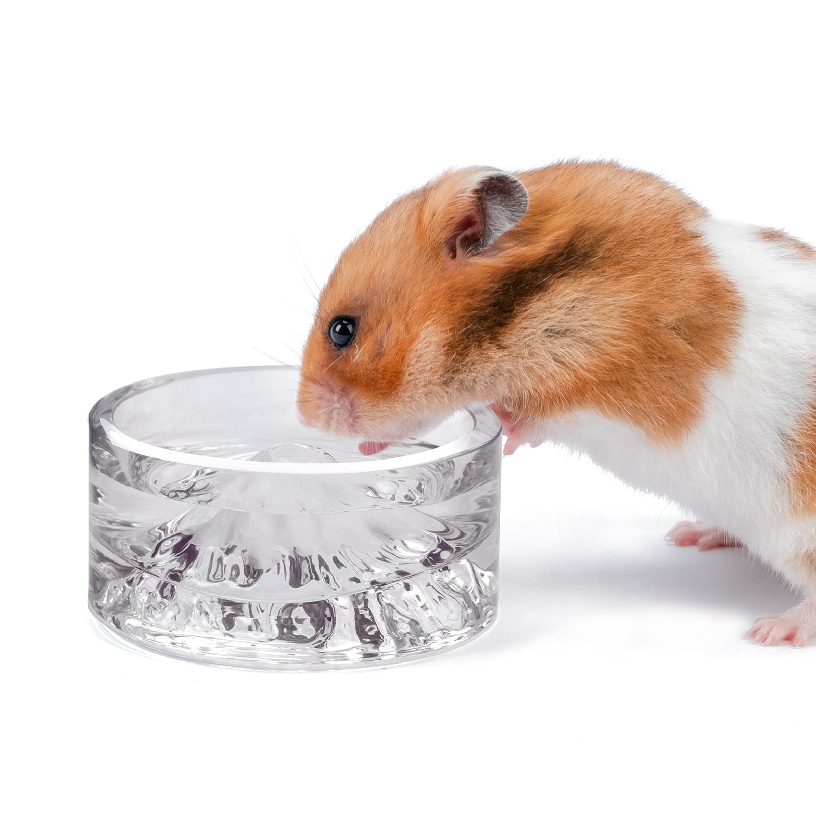 Hamster drinking best sale